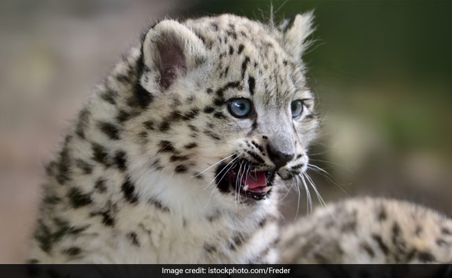 7 Leopard Cubs Die At Bengaluru Biological Park After Virus Attack: Report